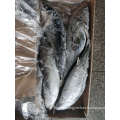 Whole Striped Bonito Tuna Fish wholesale price seafrozen